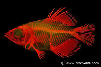 The archerfish's sharp-shooting skills have puzzled scientists. A study may have answers.