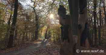 Der Naturerbe Erlebnisweg in der Zerweliner Heide - World Wide Fund For Nature
