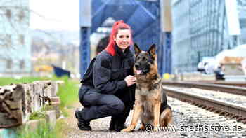 Dresden: Gefährlicher Job bei der Dresdner Polizei: "Der Hund hält den Kopf für uns hin" - Sächsische.de