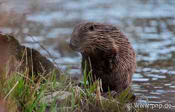Biber bevölkern Passaus Gewässer - Passau - Passauer Neue Presse - PNP.de