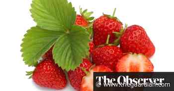 Distillers lift UK growers’ spirits with summer fruit tipples - The Guardian
