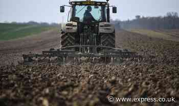 Brits warned to brace themselves for rising food costs to 'soak up' grain shortage - Express