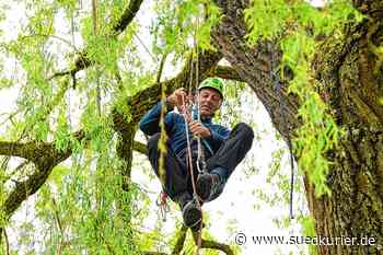 Ravensburg: Geldstrafe für baumkletternden Professor Wolfgang Ertel - SÜDKURIER Online