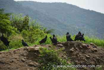 Sedema amenaza con clausurar centro de basura en Coatepec - AVC Noticias