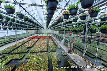 How the cooler months have affected gardeners in BC - Delta Optimist