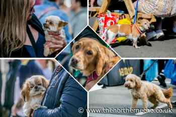 Dogs at Bishop Auckland Food Festival: 25 pictures of four-legged friends - The Northern Echo
