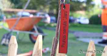 Supervrijwilliger Jaro krijgt nog herdenkingsbomen | Kalmthout | hln.be - Het Laatste Nieuws