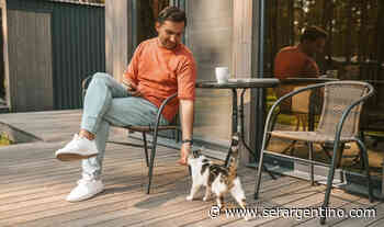 Cat Café: un lugar para hacer “gatoterapia” en Buenos Aires - SerArgentino.com