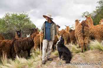 San Luis. Dejó Buenos Aires para criar llamas en el último bastión del imperio inca - LA NACION
