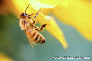 Urban beekeeping project underway at BU - The Brandon Sun