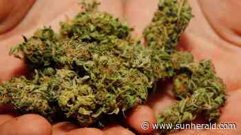 Children are eligible for medical marijuana in MS. Can students take it at school? - Biloxi Sun Herald