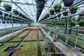 How the cooler months have affected gardeners in BC - Squamish Chief