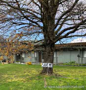 What's happening with the tree at The Cedars? - Squamish Chief