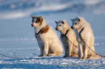 Traditional ways: Dogsled race covers 500 kilometres in the High Arctic - Squamish Chief