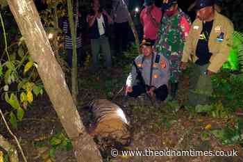 Three critically endangered Sumatran tigers killed by animal traps - The Oldham Times