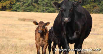 Should you invest more in beef calves at weaning?