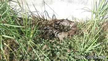 Defesa Civil resgata jiboia de 1,6 metro em avenida de Capivari - Globo