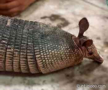 Tatu-bola envenenado morre após ser resgatado pela prefeitura em Capivari - Globo