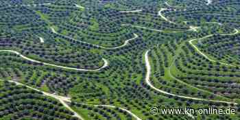 Warum Indonesien ab Donnerstag kein Palmöl mehr exportiert