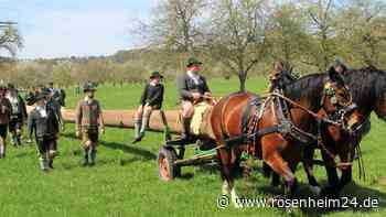 Nach 98 Jahren: Burschen bringen mit Hochzeitsbaum das Glück nach Au