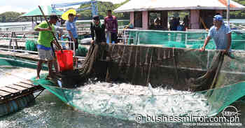 DA pressed to lift ban on processed animal protein from Italy | Jasper Y. Arcalas - BusinessMirror