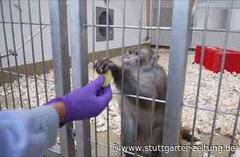 DKFZ in Heidelberg: Krebsforscher halten Tierversuche für unverzichtbar - Stuttgarter Zeitung