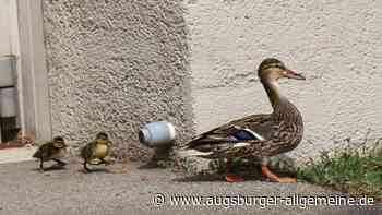 Entenfamilie in Not? Berufsfeuerwehr Augsburg rückt an