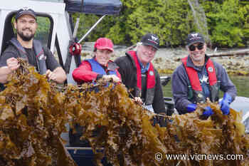 Sidney company to study seaweed as a cattle-feed alternative – Victoria News - Victoria News
