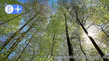 Göttinger Forst-Experte: Die Buche ist die „Mutter des Waldes“ - Göttinger Tageblatt