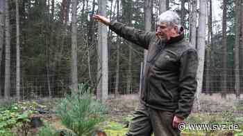 Gadower Forst: Mammutbäume überholen die Douglasien - svz – Schweriner Volkszeitung