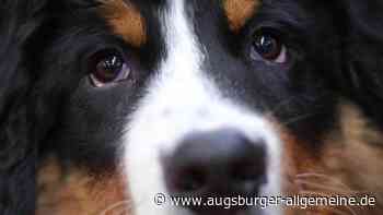 Neu-Ulm: Betrunkener stiehlt angeleinten Hund an der Glacis-Galerie in Neu-Ulm | Neu-Ulmer Zeitung - Augsburger Allgemeine