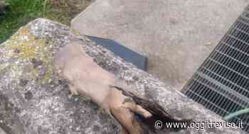 Oderzo, ferito alla mano dallo scoppio di un petardo inesploso - Oggi Treviso