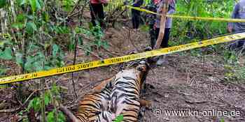 Drei seltene Sumatra-Tiger tot in Fallen gefunden