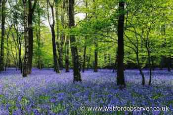 Bluebells forest usually private near Chorleywood opened