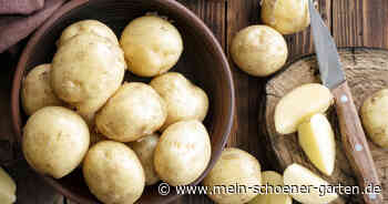Kann man Kartoffeln roh essen? - Mein schöner Garten