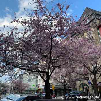 Kirschbäume in Essen werden geschnitten - Einschränkungen im Straßenverkehr - Radio Essen