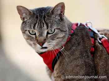 Edmonton weather: Nice and hot today but rain is on the way