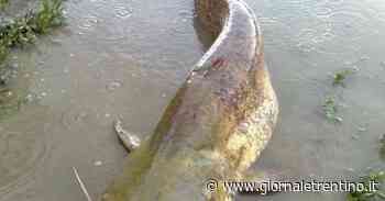 Pesce siluro e pesca di frodo i problemi del lago di Garda - Trentino