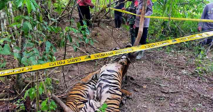 Drei seltene Sumatra-Tiger tot in Fallen gefunden