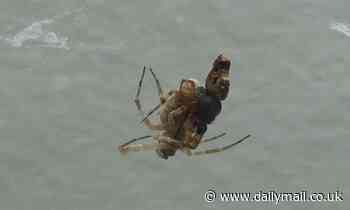 Male spiders CATAPULT themselves away from females immediately after mating to avoid being eaten