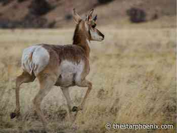 Maple Creek man fined for running down pronghorn antelope with ATV - Saskatoon Star-Phoenix