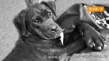 Hund auf B28 überfahren: Große Trauer im Netz und bei der Besitzerin