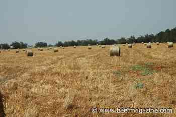 Montana DOJ warns ranchers of cattle feed scams