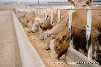 Cattle on feed and continuing drought