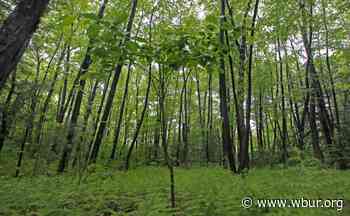 Rhode Island giving away 1,000 free trees - WBUR