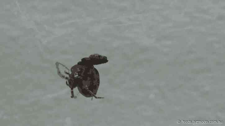 These Male Spiders Evolved a Post-Sex Catapult to Escape Cannibalistic Females