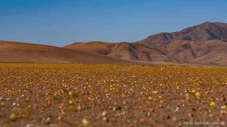See Carpets of Flowers and Dunes of Clothing in World’s Driest Desert