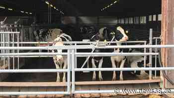 Braunschweig: Hunderte Kühe in Lebensgefahr! Feuerwehr greift ein - News38