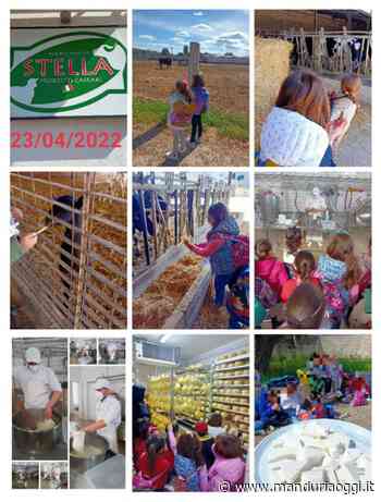 MANDURIA - Dal latte al formaggio: la visita dei bambini della scuola dell'infanzia 'Sacra Famiglia' all'azienda manduriana 'Stella' - ManduriaOggi