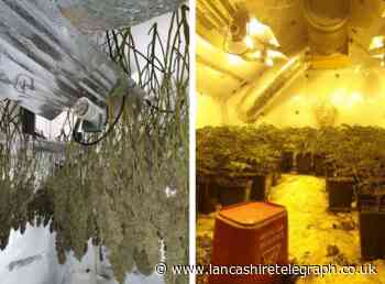 Almost 400 cannabis plants found across two homes after hole discovered in adjoining wall